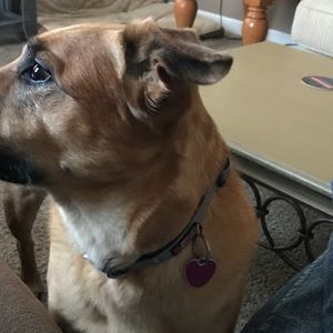 Meet your Posher, Lenny